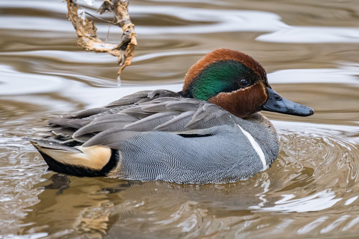 Green-winged Teal - ML649903696