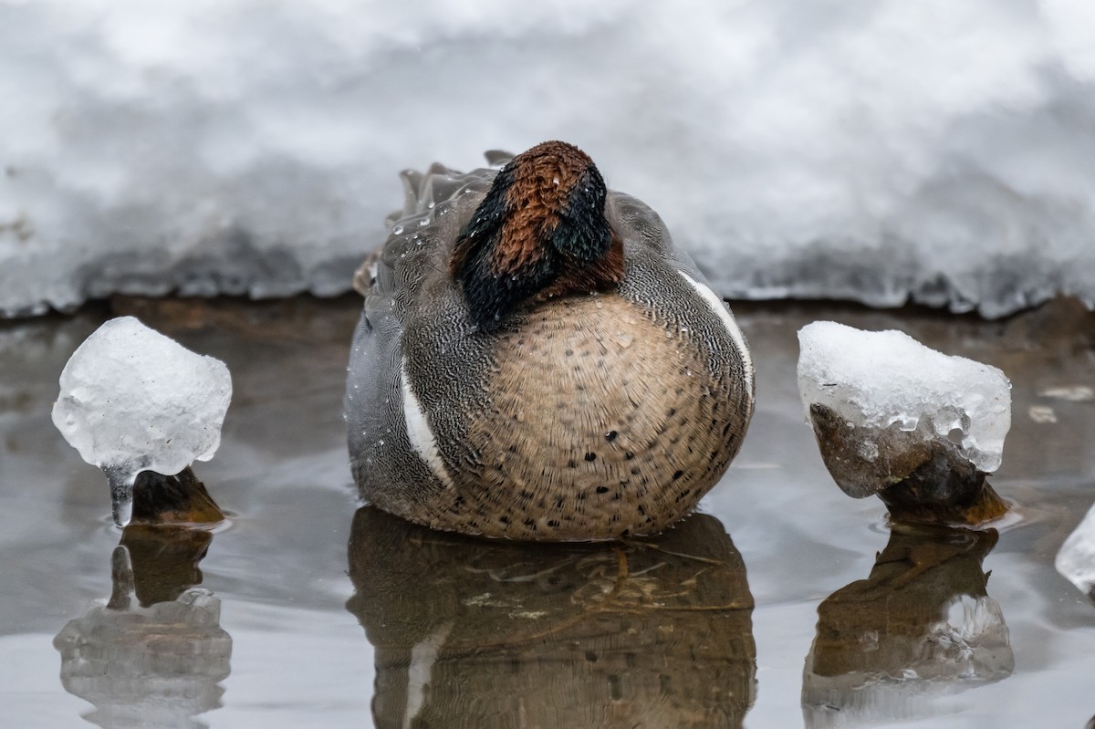 Green-winged Teal - ML649903697