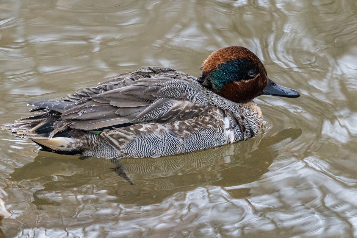 Green-winged Teal - ML649903698