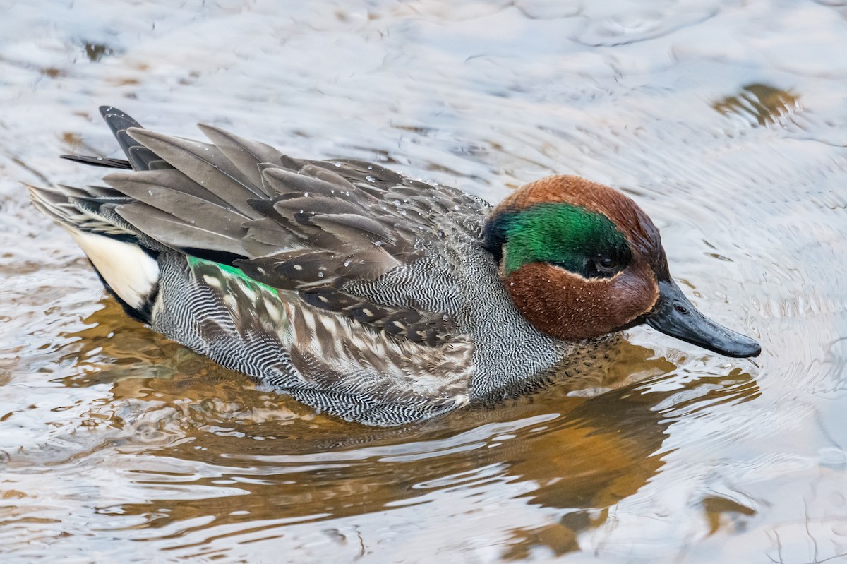 Green-winged Teal - ML649903699