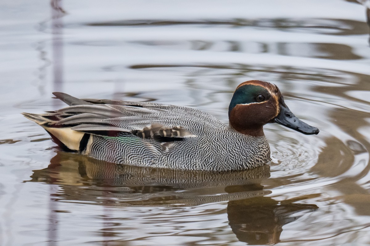 Green-winged Teal (Eurasian) - ML649903781