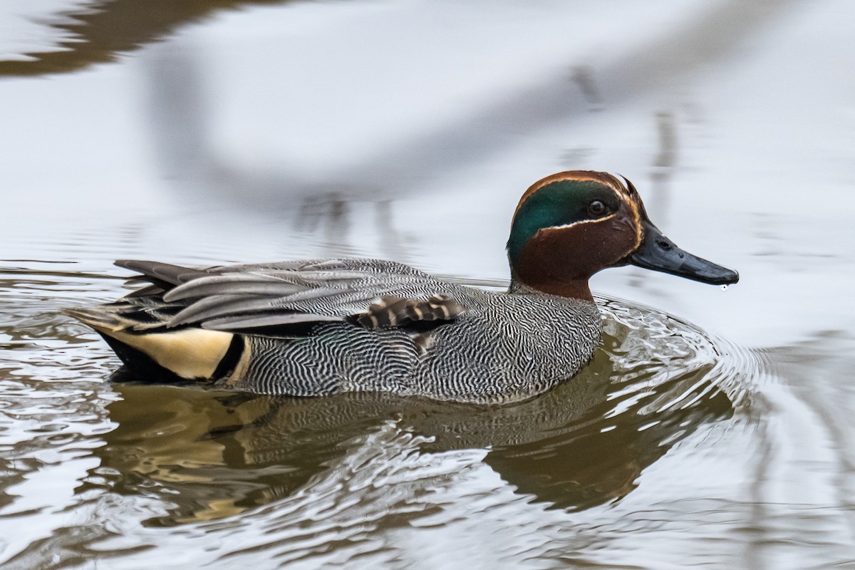 Green-winged Teal (Eurasian) - ML649903782
