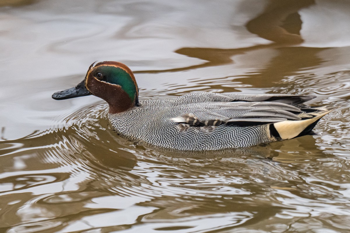 Green-winged Teal (Eurasian) - ML649903783