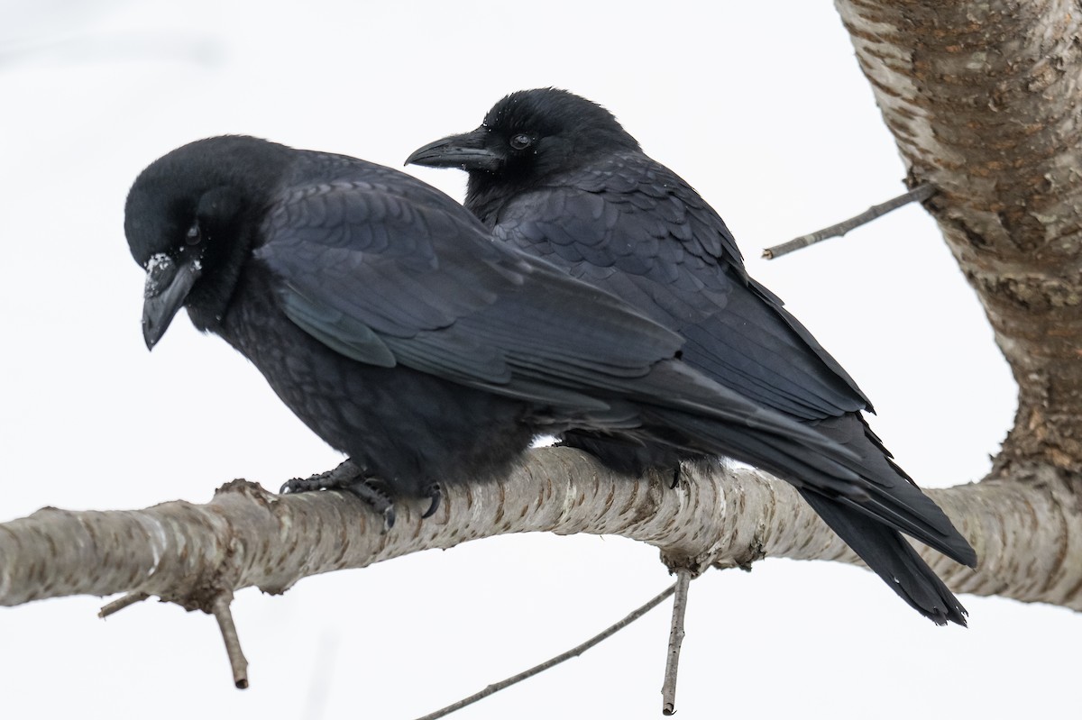 American Crow - ML649903891