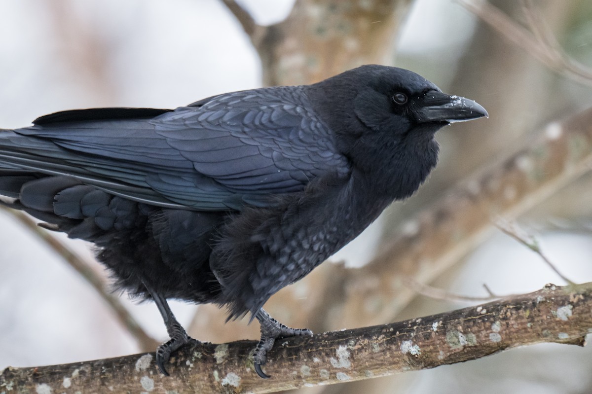American Crow - ML649903893