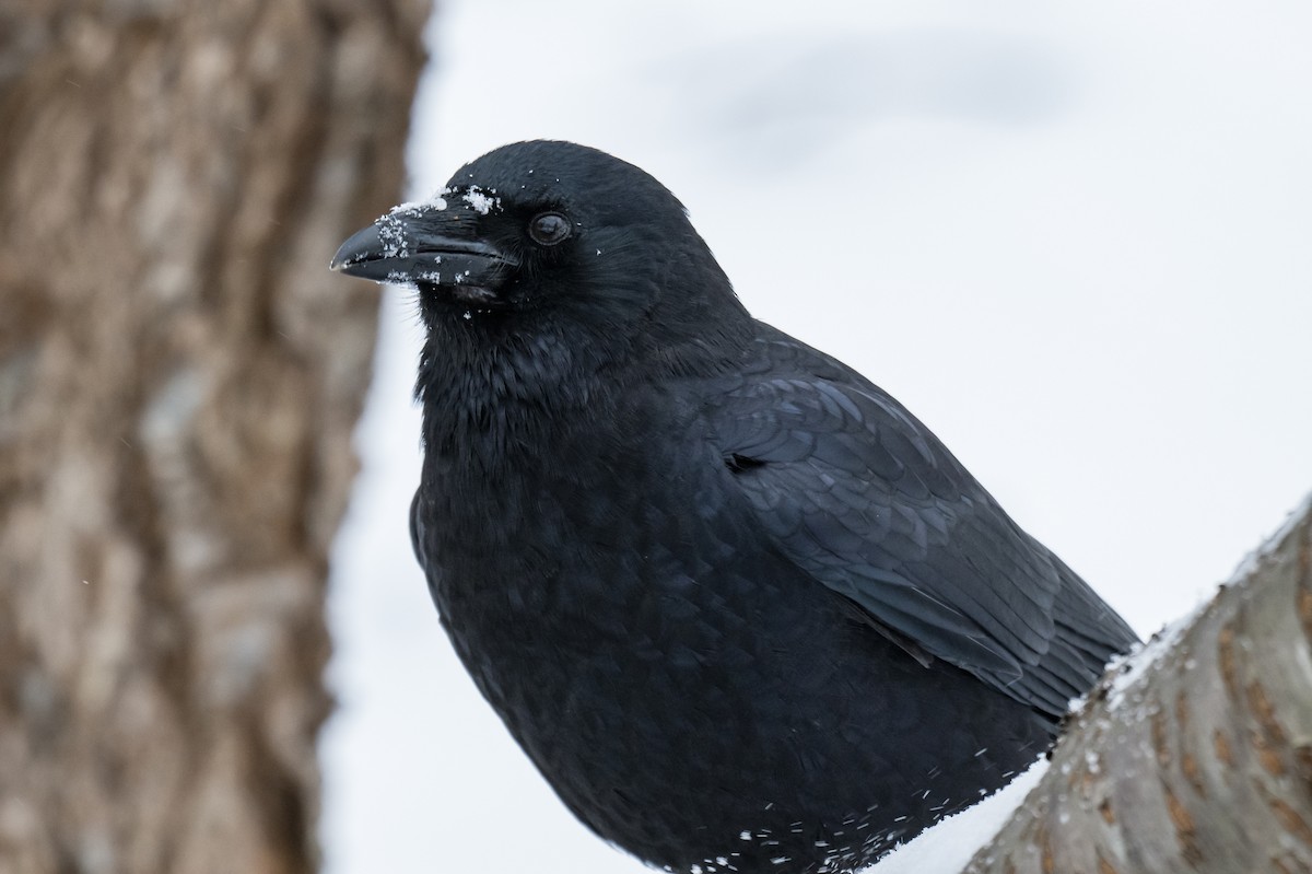 American Crow - ML649903894