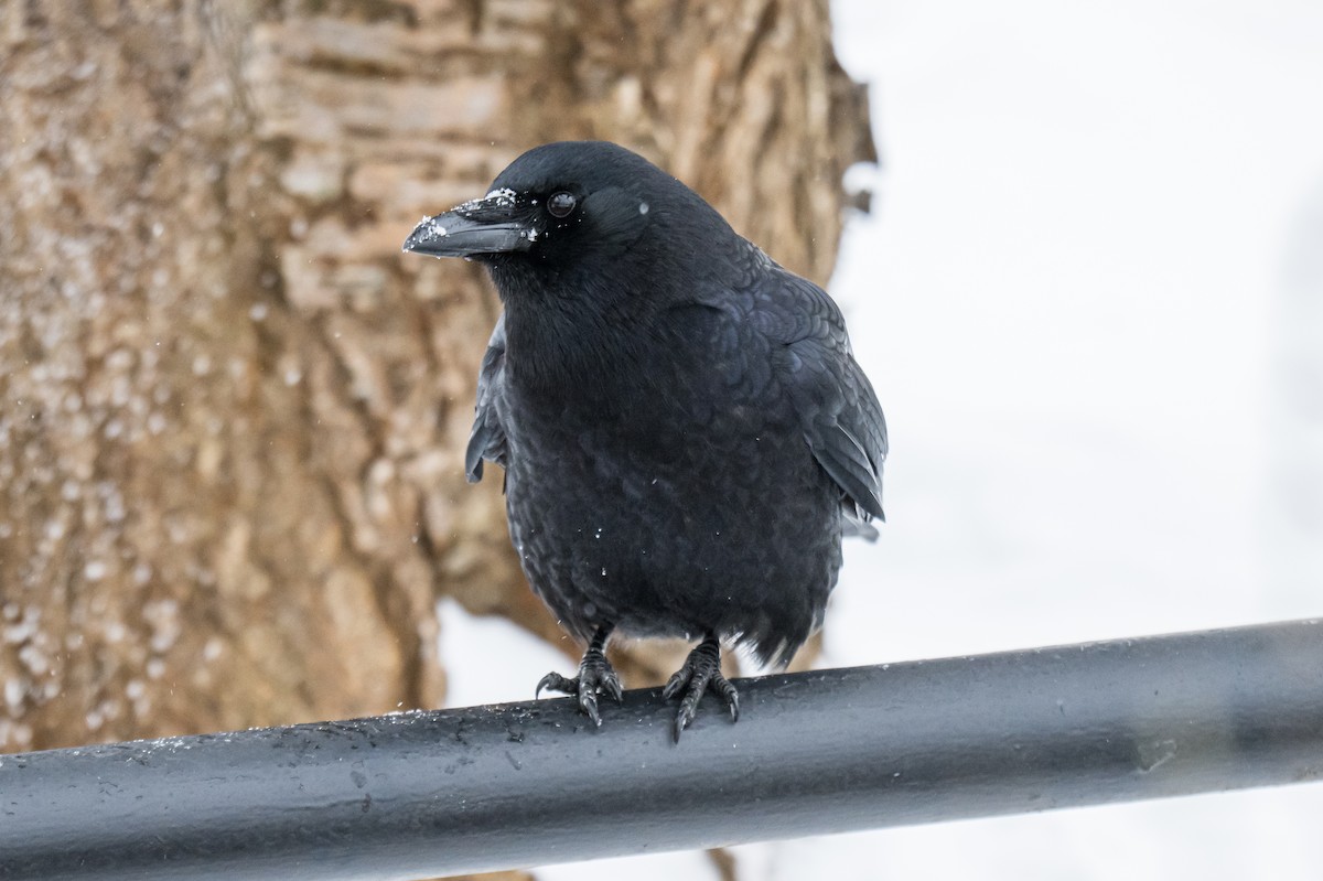 American Crow - ML649903895