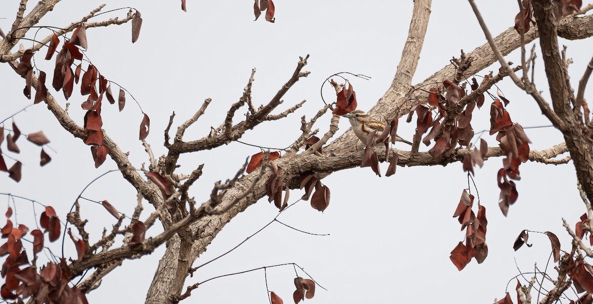 Brubru - ML649903916