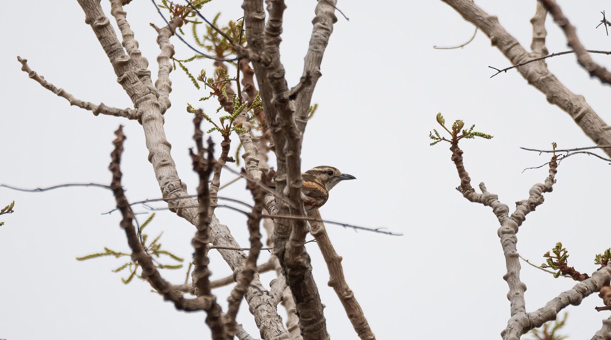 Brubru - ML649903917