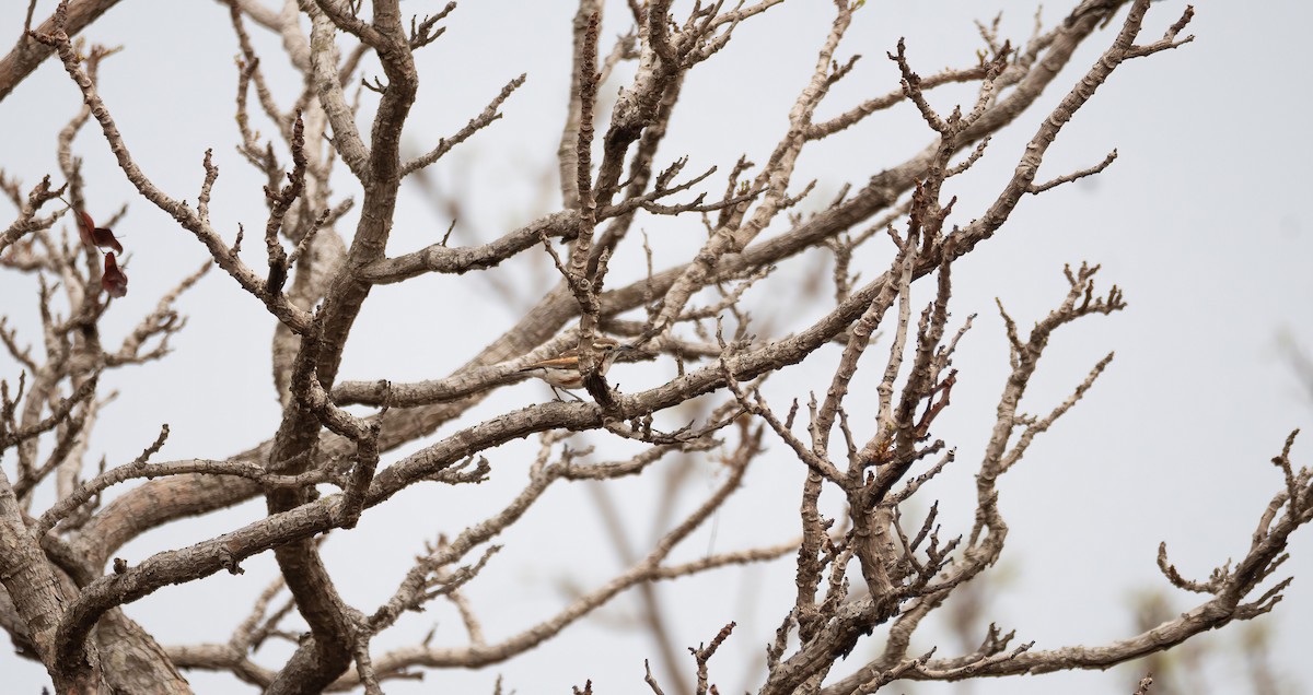 Brubru - ML649903918