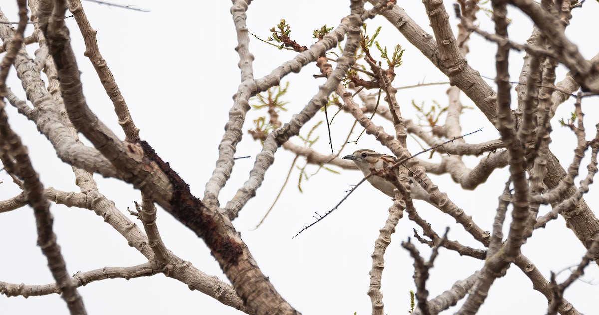 Brubru - ML649903919