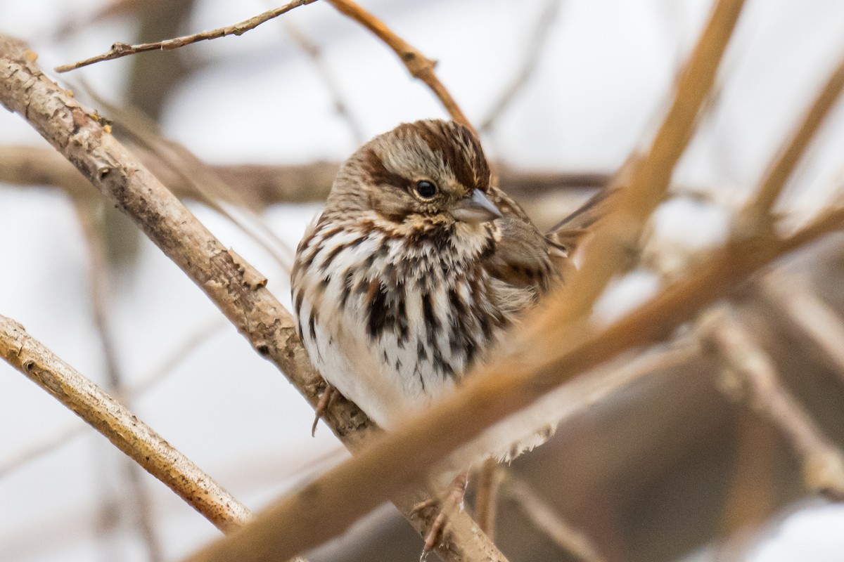 Song Sparrow - ML649904014
