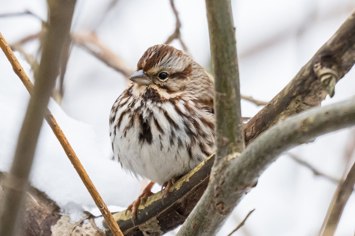 Song Sparrow - ML649904015
