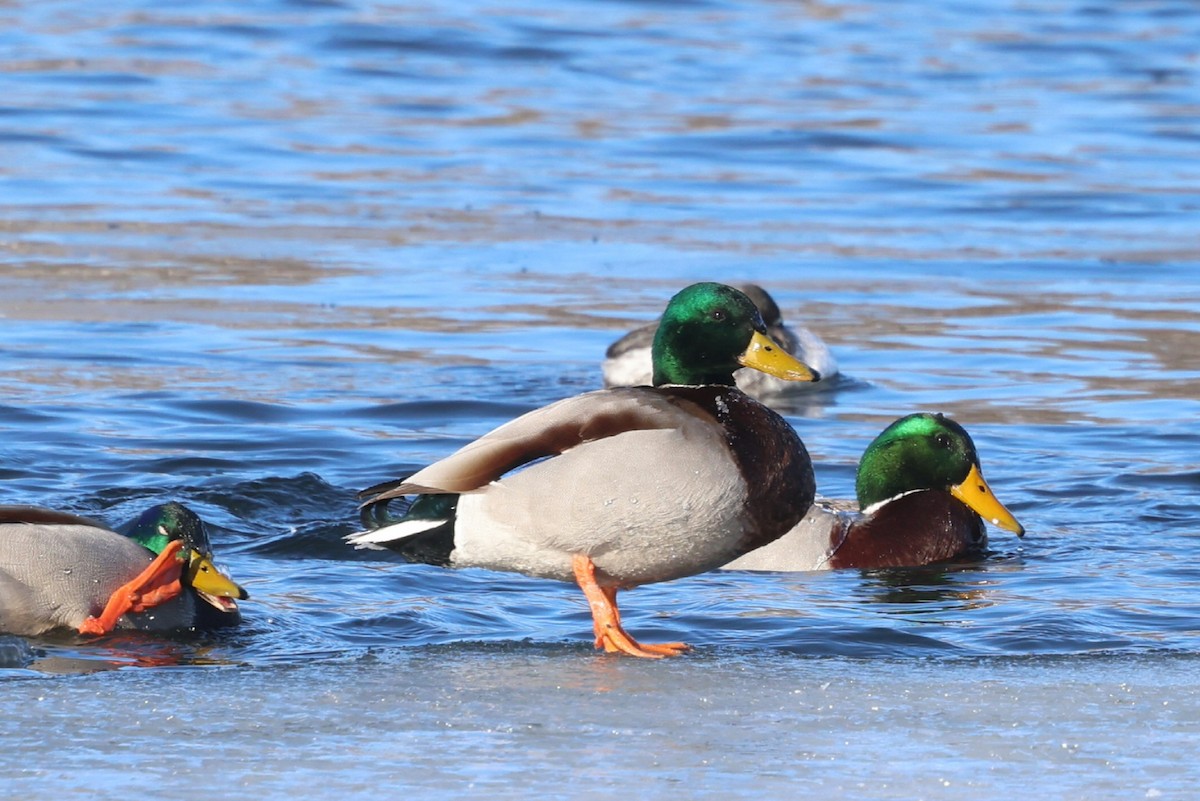eBird Checklist - 30 Jan 2026 - Donald W. Barnes Boat Launch - 11 species
