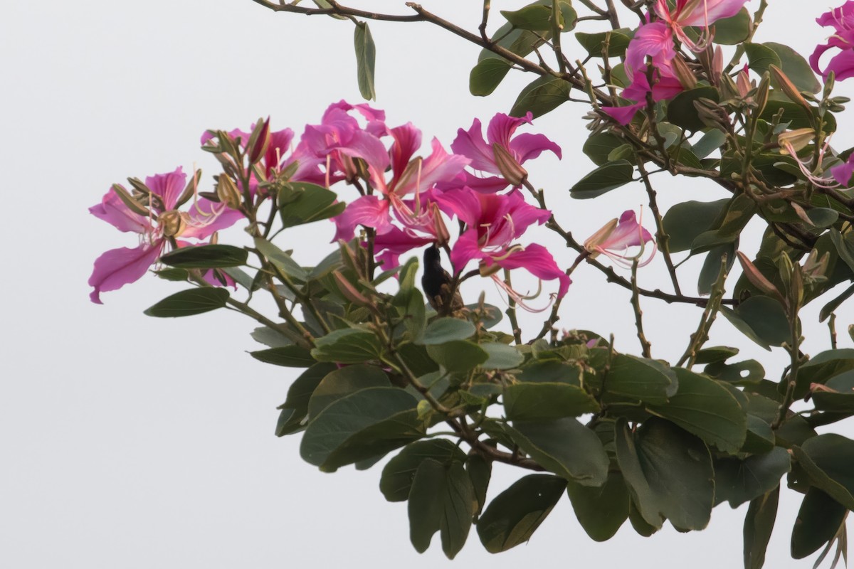 Ornate Sunbird (Cream-bellied) - ML649904970
