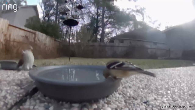 Goldzeisig - ML649905340