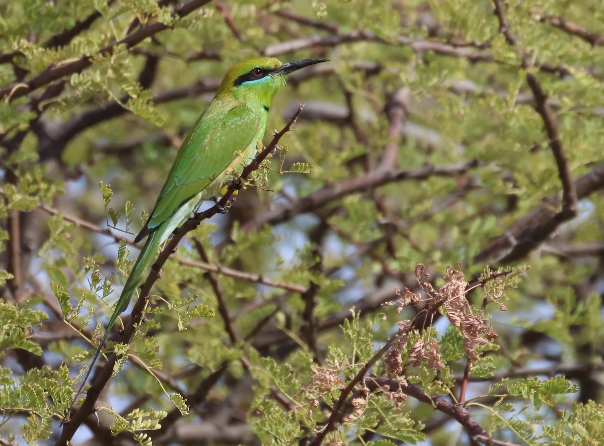 African Green Bee-eater - ML649907368