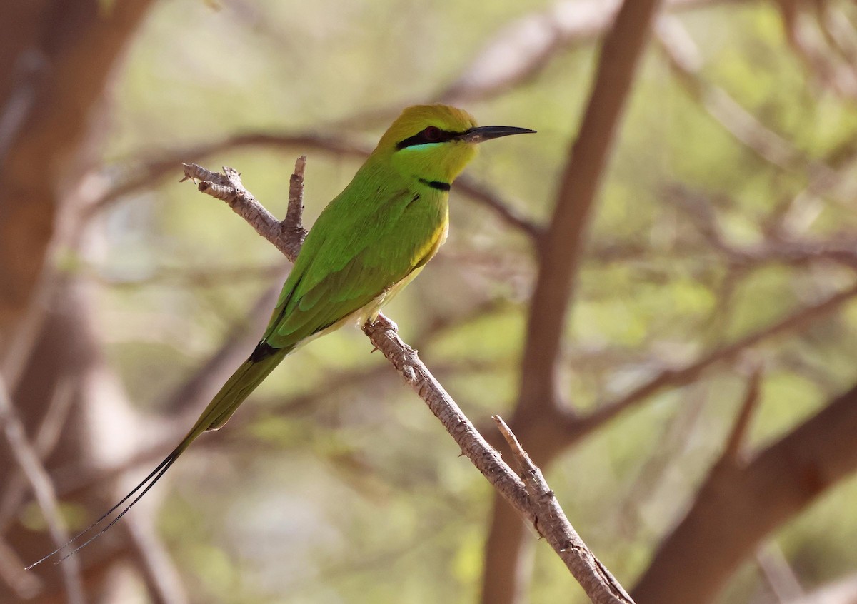 African Green Bee-eater - ML649907382