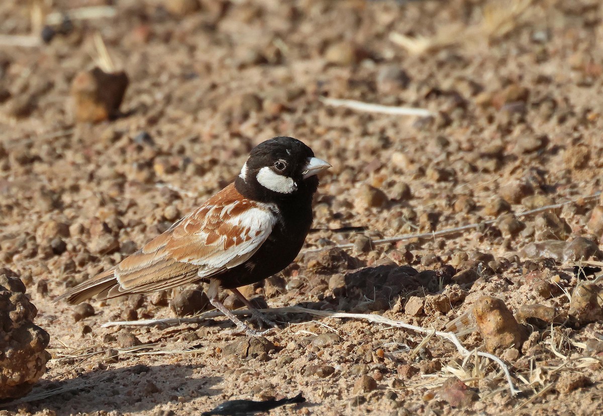 Chestnut-backed Sparrow-Lark - ML649907394