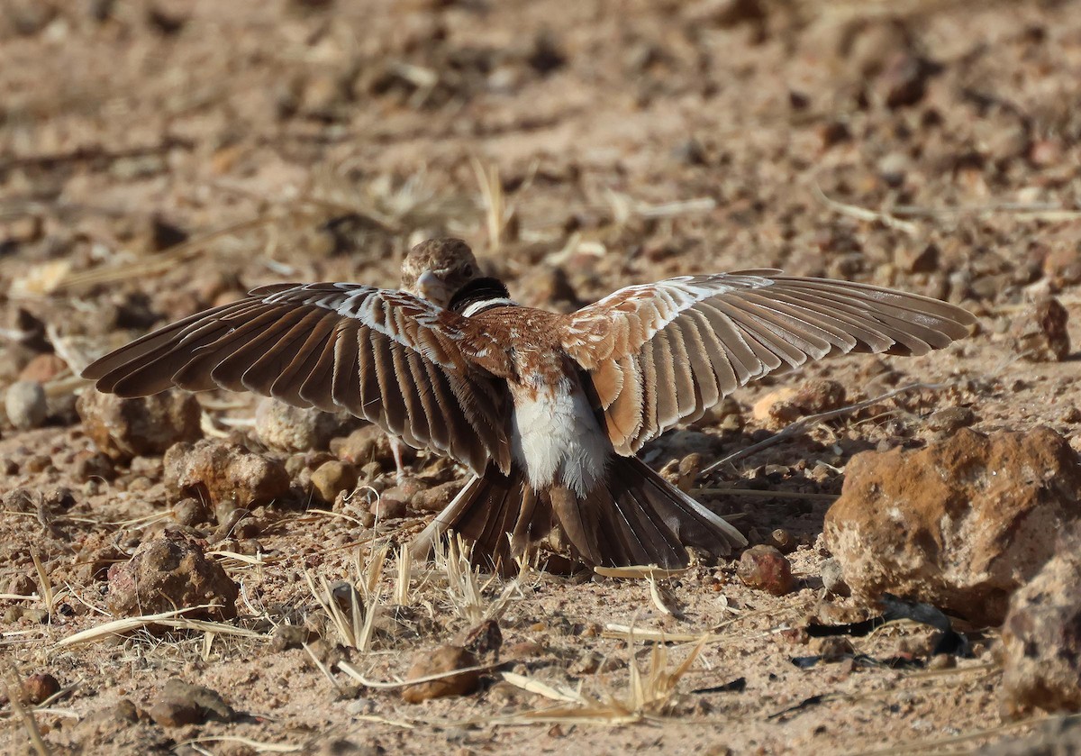 Chestnut-backed Sparrow-Lark - ML649907395