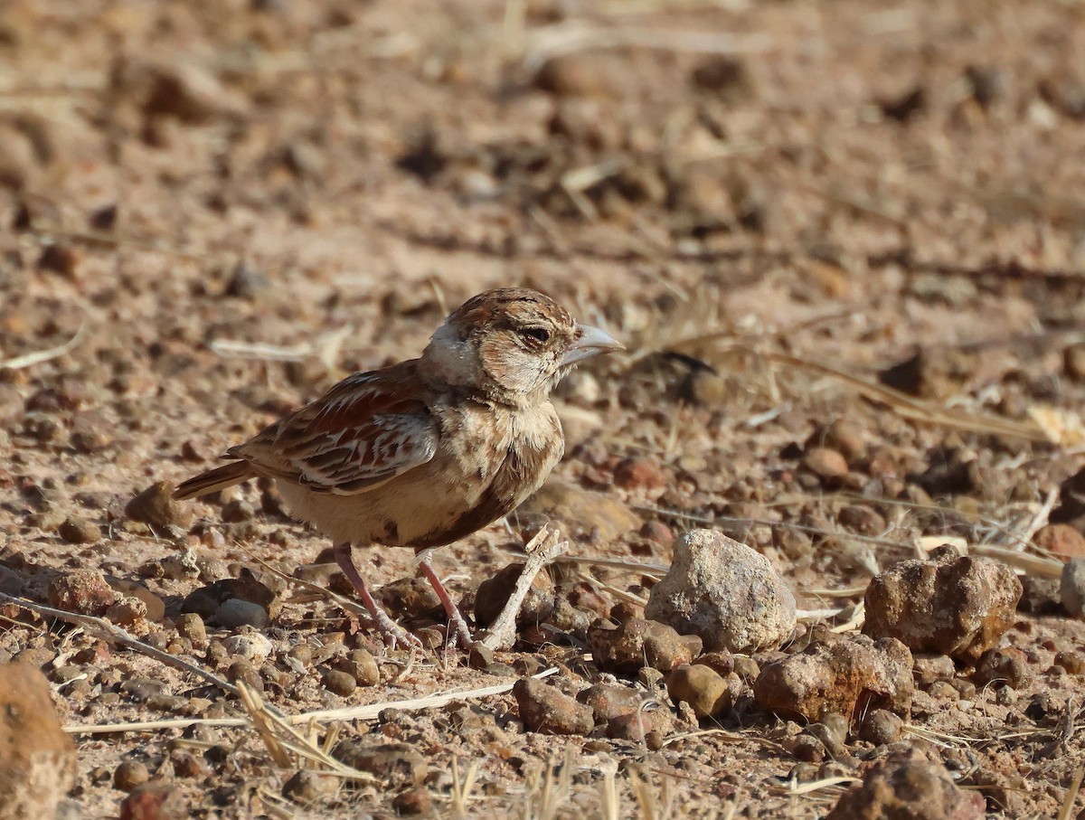 Chestnut-backed Sparrow-Lark - ML649907397