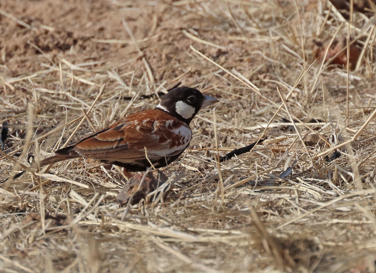 Chestnut-backed Sparrow-Lark - ML649907399