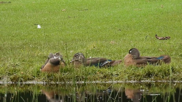 アメリカオシ - ML649907669