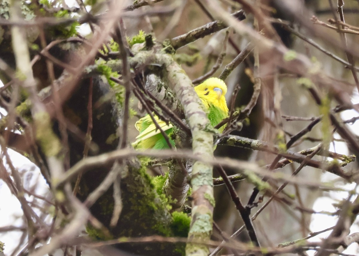 Parrocchetto ondulato - ML649908573