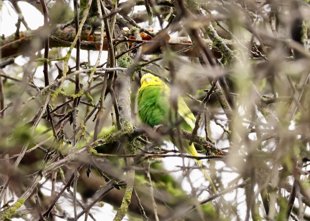 Parrocchetto ondulato - ML649908577