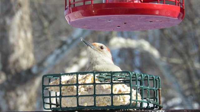 Red-bellied Woodpecker - ML649908604