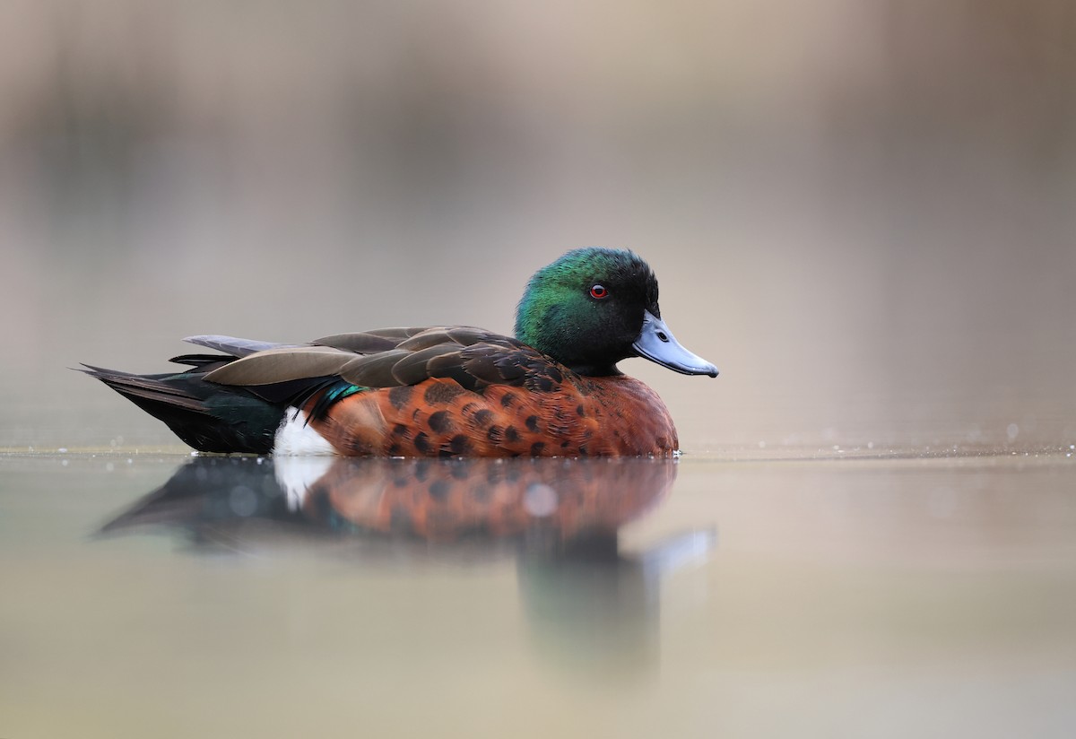 Kızıl Çamurcun - ML649908672