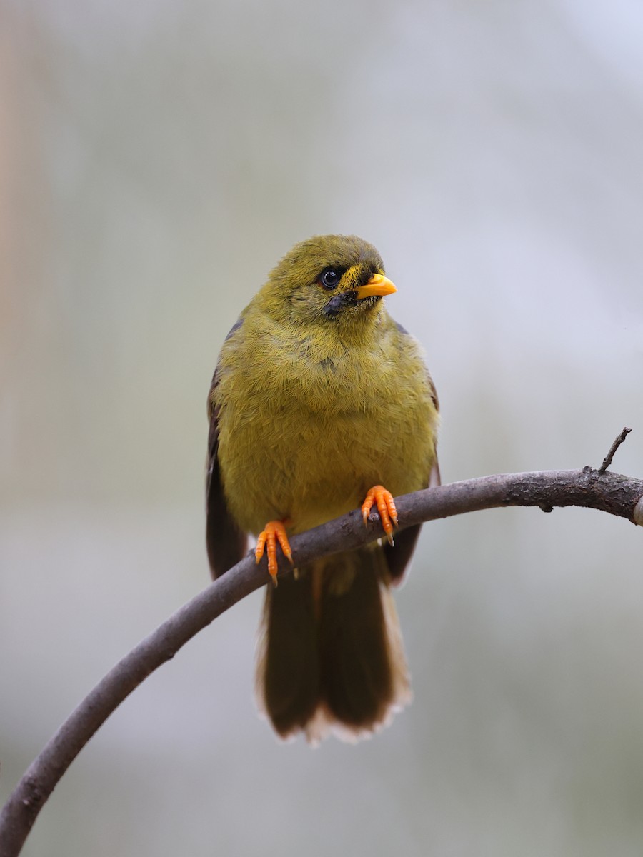 Bell Miner - ML649908711