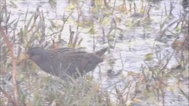 myrrikse - ML649908807