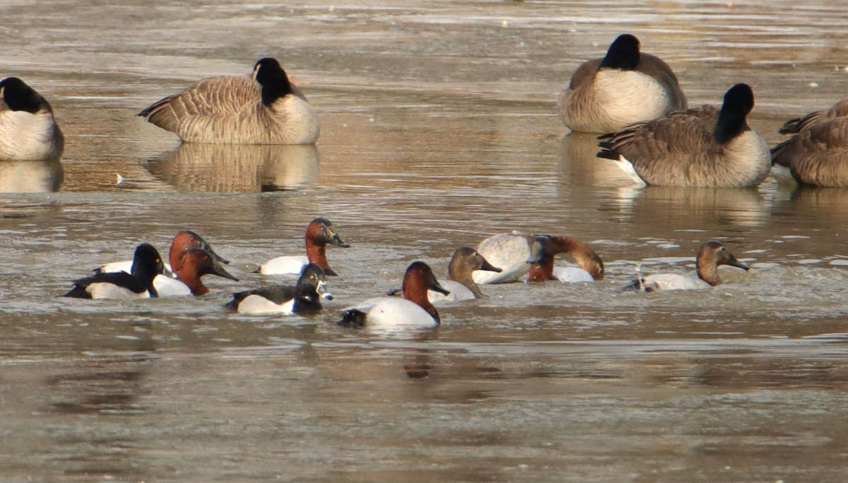 Canvasback - ML649909072