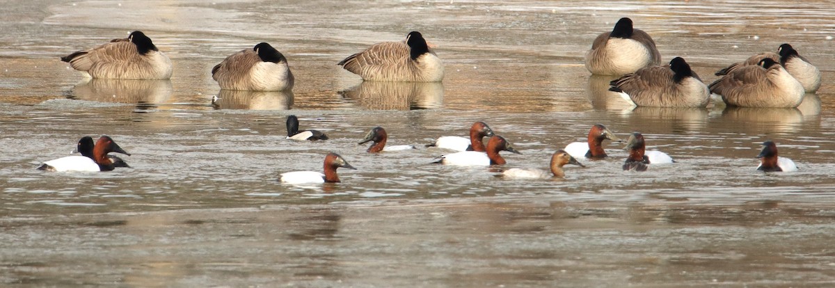 Canvasback - ML649909073