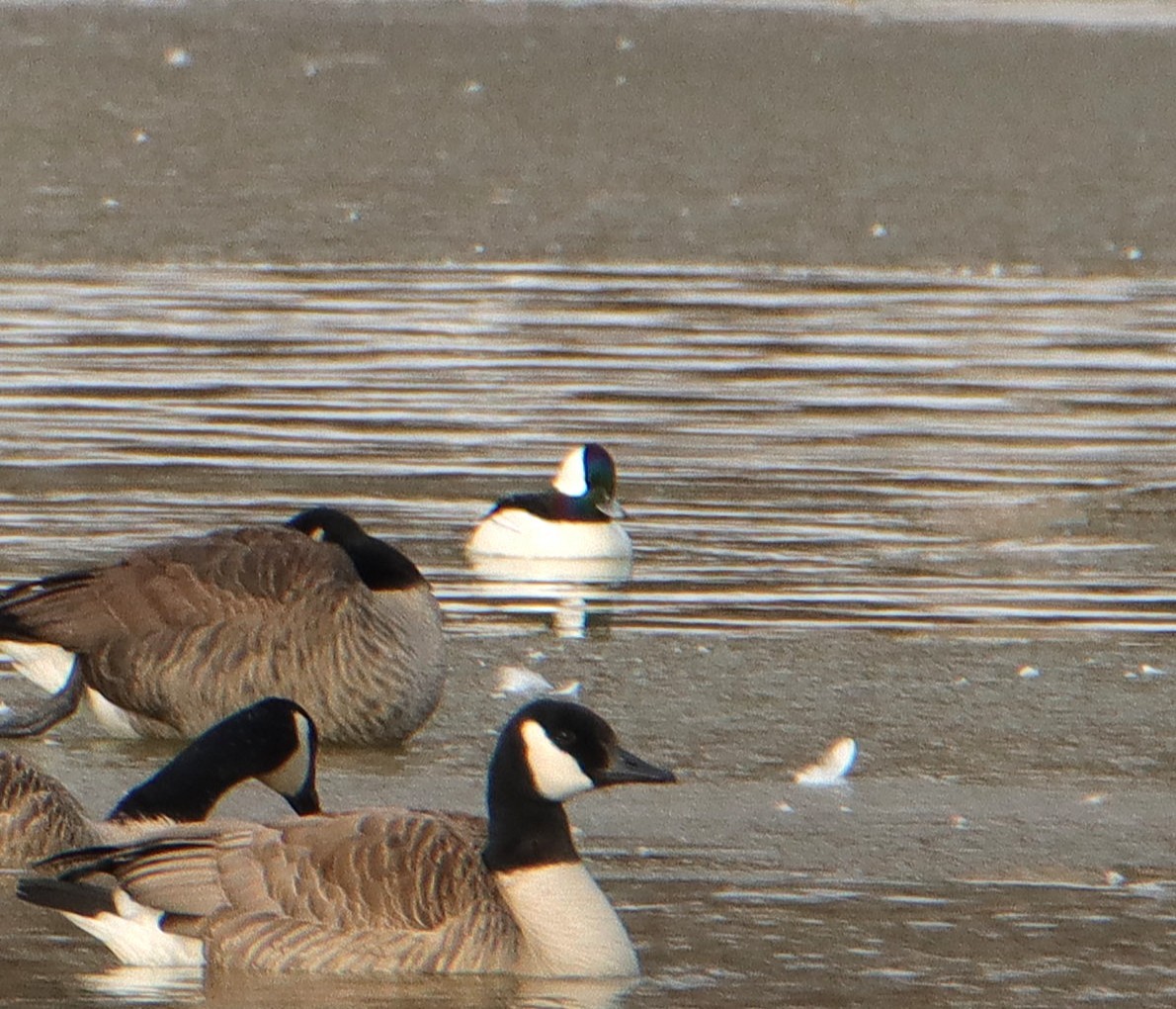 Bufflehead - ML649909080