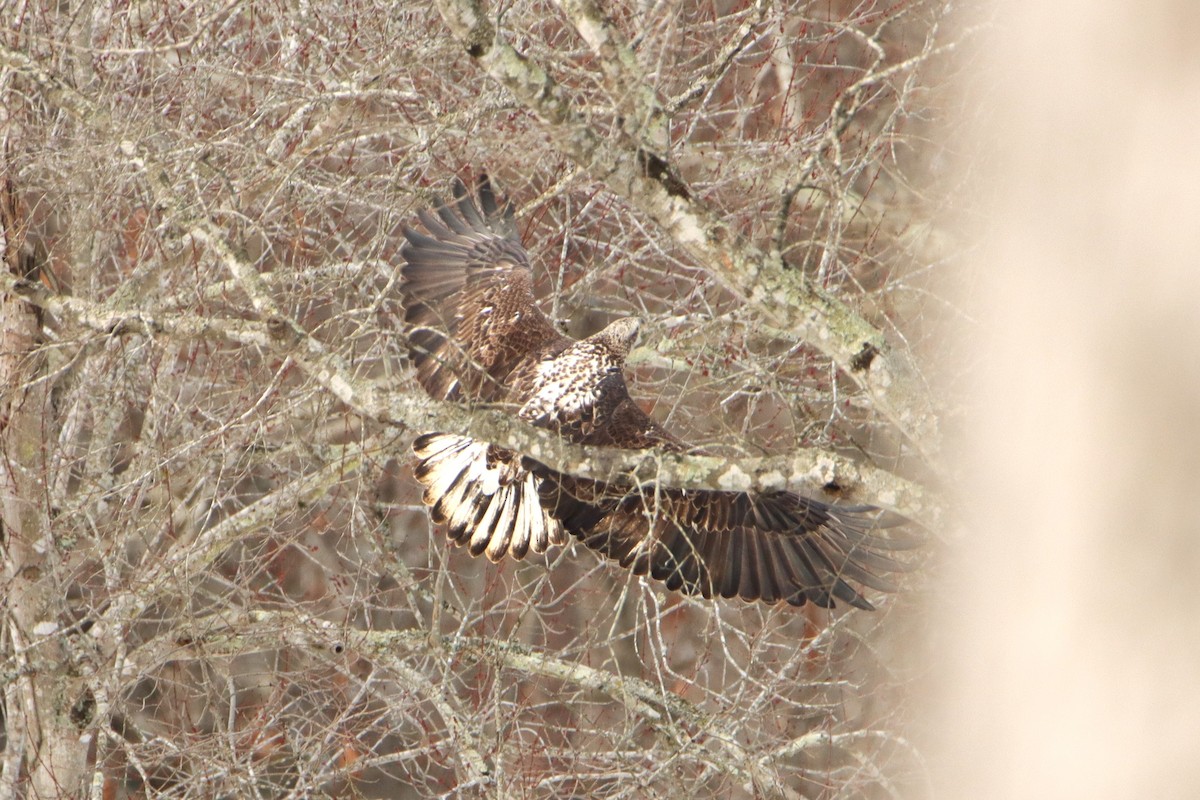 Bald Eagle - ML649909088