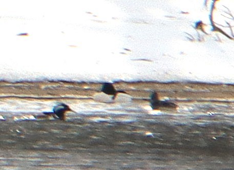 Common Merganser - ML649909155