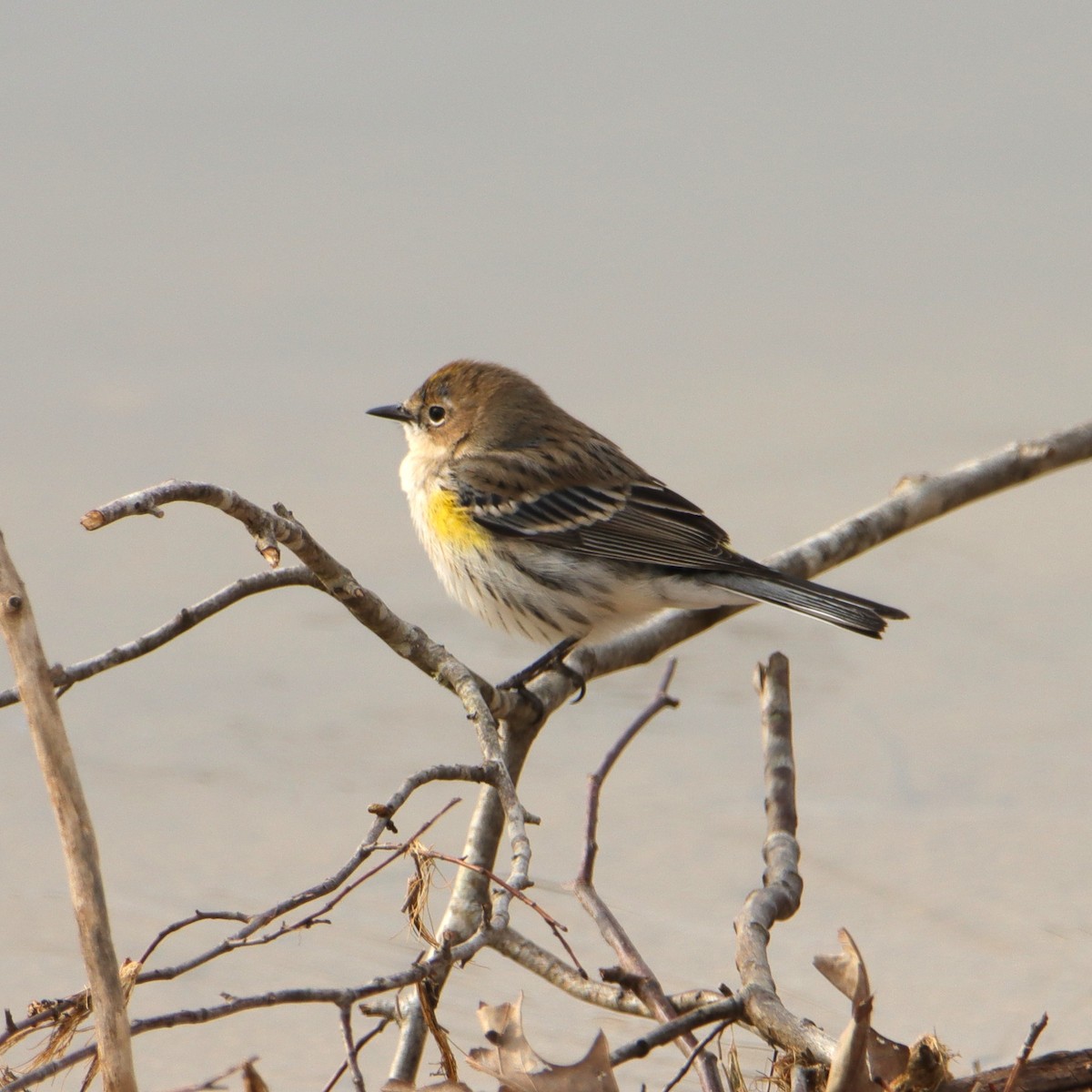 Yellow-rumped Warbler - ML649909171