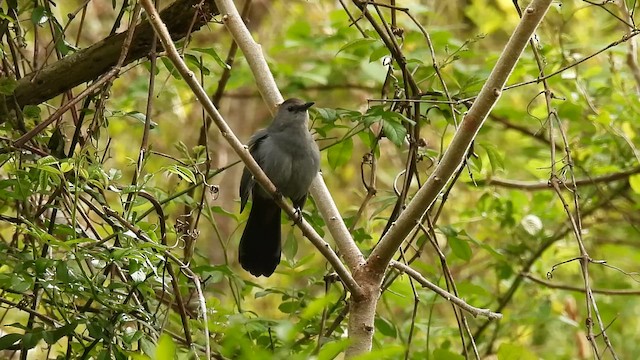 Katzenspottdrossel - ML649909220