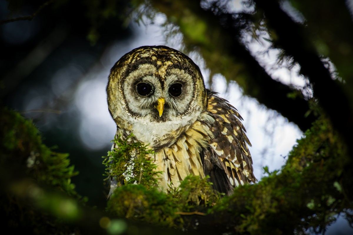 Cárabo Guatemalteco - ML649909288