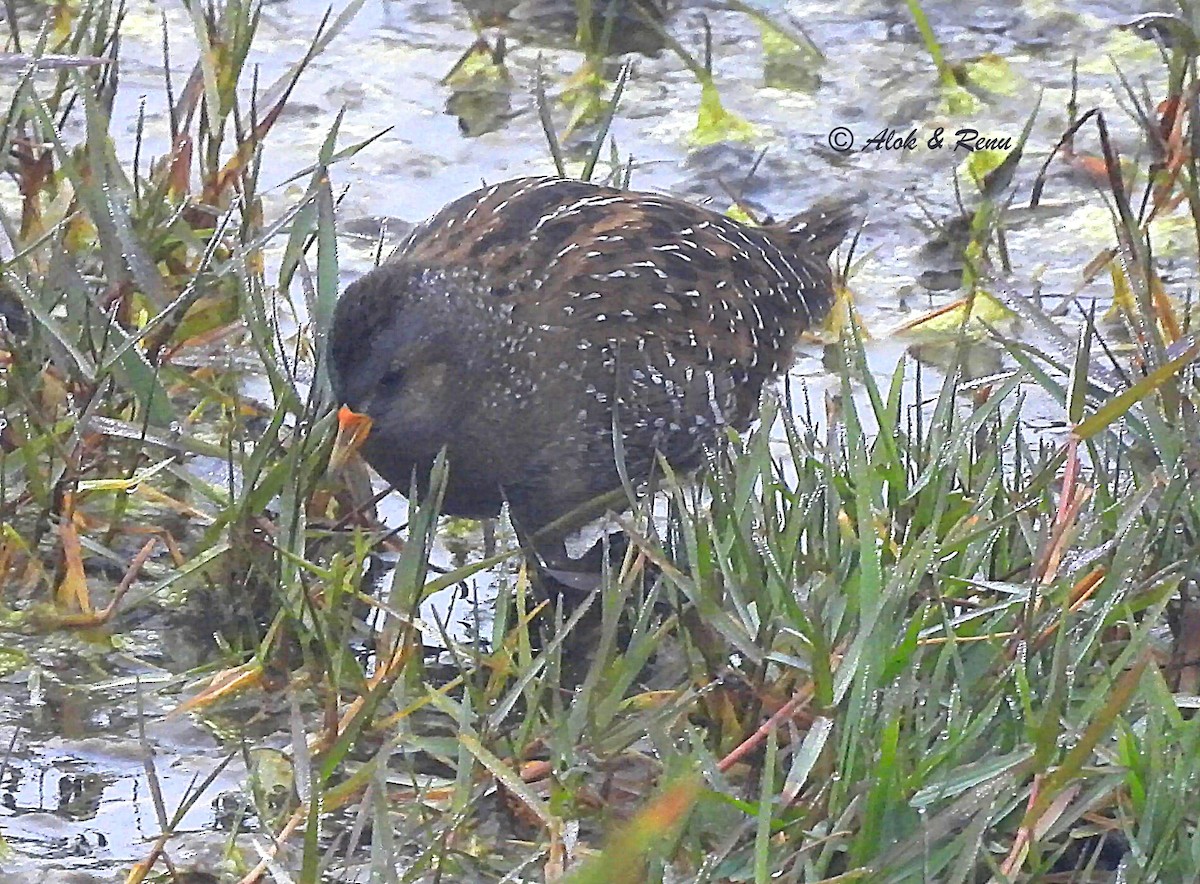 myrrikse - ML649909324