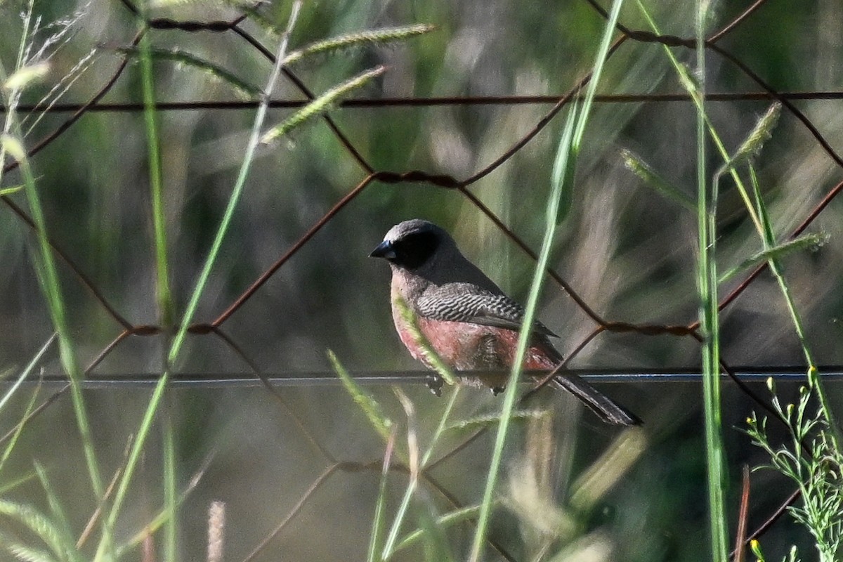 Black-faced Waxbill - ML649909482