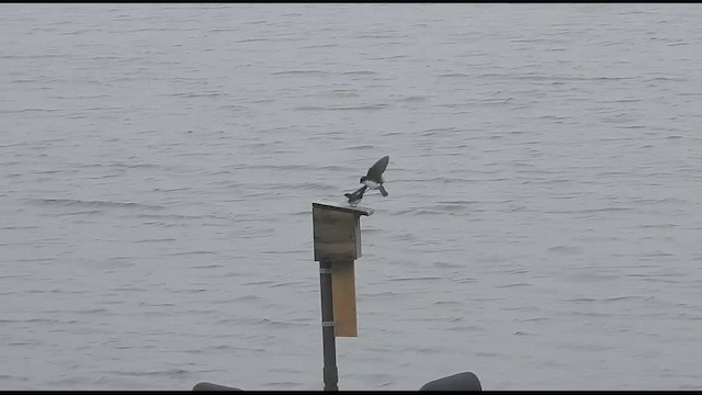 Tree Swallow - ML649909592