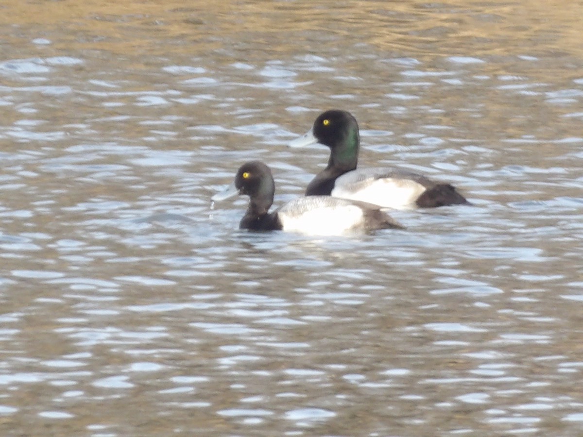 斑背潛鴨 - ML649909658