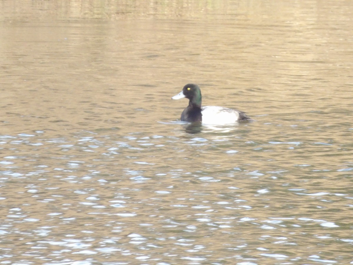 斑背潛鴨 - ML649909660