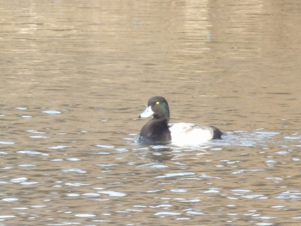 斑背潛鴨 - ML649909662