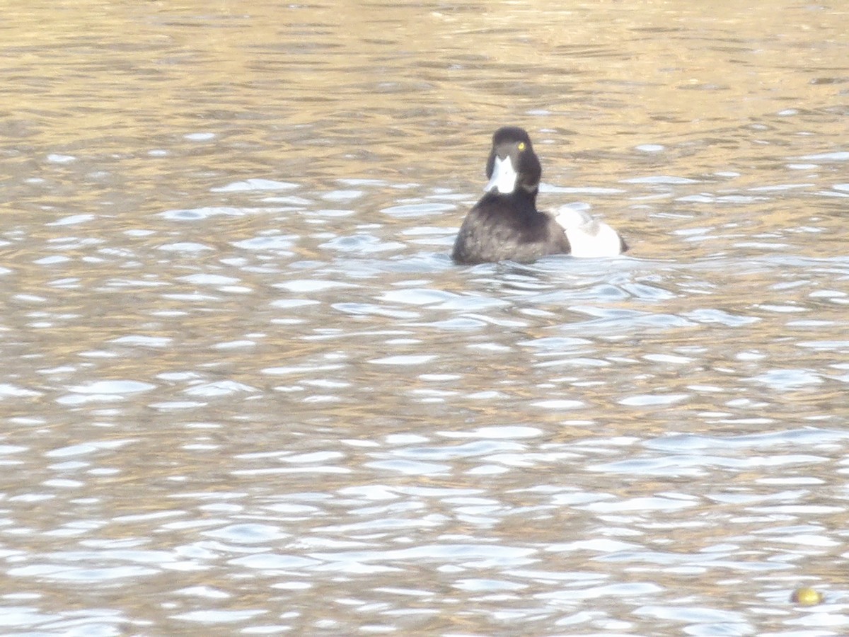 斑背潛鴨 - ML649909663