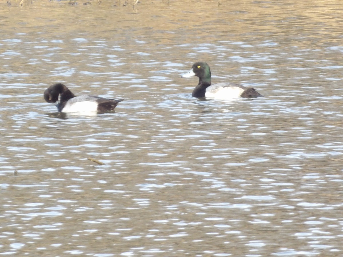 斑背潛鴨 - ML649909664