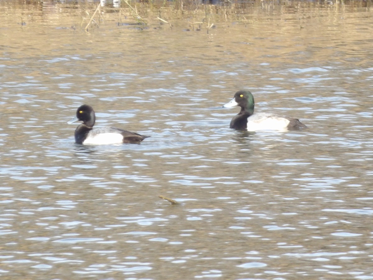 斑背潛鴨 - ML649909665